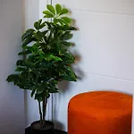 - Con Roccia Naturale